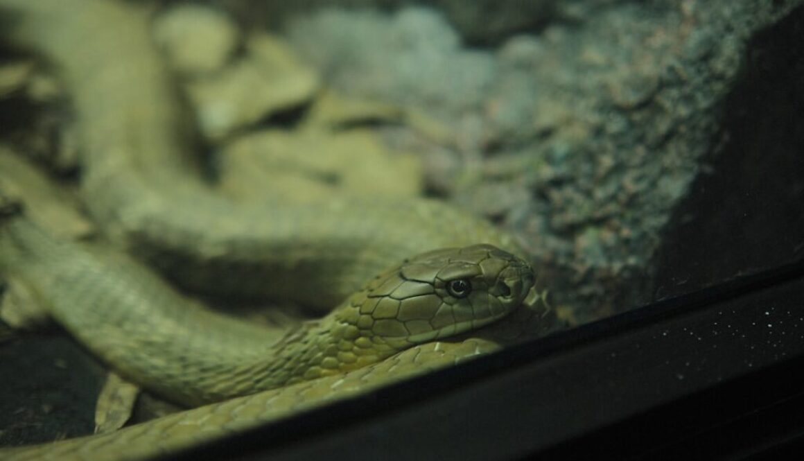 Od Scratcha do Pythona – metody nauczania kodowania w szkole podstawowej