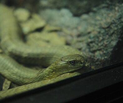 Od Scratcha do Pythona – metody nauczania kodowania w szkole podstawowej